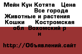 Мейн Кун Котята › Цена ­ 15 000 - Все города Животные и растения » Кошки   . Костромская обл.,Вохомский р-н